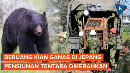 Teror Beruang Mengganas Di Jepang, Pensiunan Tentara Diminta Turun Tangan