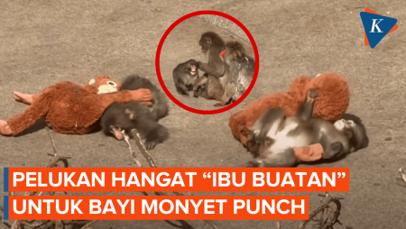 Kisah Pilu Bayi Monyet Punch Dibuang Induknya, Peluk "Ibu Buatan" Hingga Terlelap
