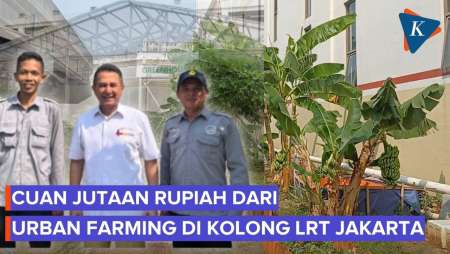 Kolong LRT Terbengkalai Disulap Jadi Kebun, Hasilkan Cuan Rp 2 Juta Per Bulan!