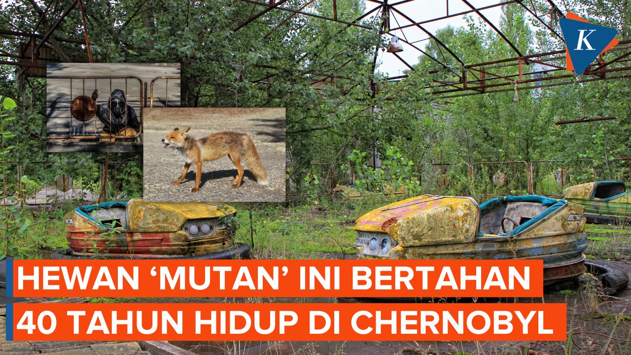 Penampakan Hewan ‘Mutan’ yang Masih Hidup di Reaktor Nuklir Chernobyl