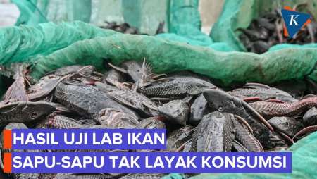 Hasil Uji Lab Ikan Sapu-Sapu Mengandung Bahan Berbahaya