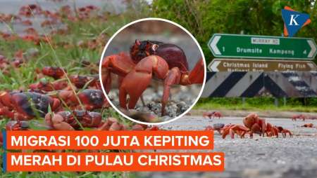 Penampakan 100 Juta Kepiting Merah Migrasi Tahunan Di Pulau Christmas