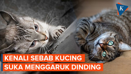 Ini Dia Alasan Kucing Suka Menggaruk Dinding