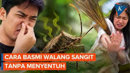 Cara Basmi Walang Sangit Tanpa Menyentuh Dan Tak Keluarkan Bau Busuk