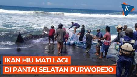 Tiga Ikan Hiu Mati di Purworejo dalam Sebulan