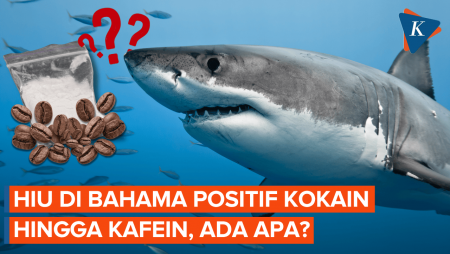 Ikan Hiu Di Bahama Positif Kokain Hingga Kafein, Ada Apa?