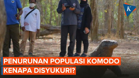 Populasi Komodo di Taman Nasional Komodo Turun, Ini Sebabnya