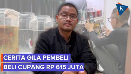 Jual Cupang Di Live Medsos, Satu Pembeli Habiskan Rp 615 Juta Sebulan