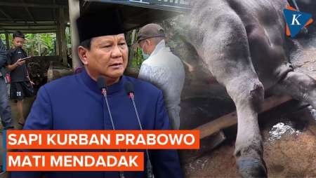 Sapi Kurban Presiden Prabowo Mati Mendadak, Apa Penyebabnya?