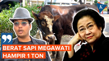 Intip Penampakan Sapi Megawati di Masjid Cut Meutia