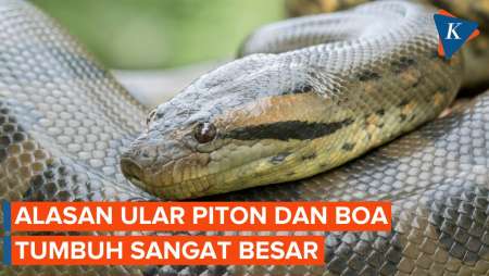 Mengapa Ular Piton dan Boa Berukuran Sangat Besar?