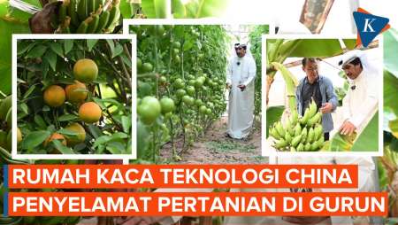 Teknologi Modern China Bantu Petani Kuwait Bangun Rumah Kaca Di Gurun