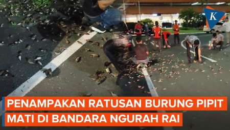 Ratusan Burung Pipit Mati di Bandara Ngurah Rai, Kenapa?