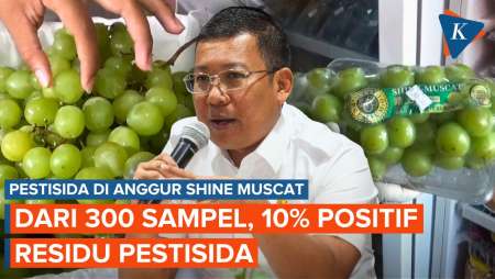 Hasil Tes Residu Pestisida Anggur Shine Muscat: 90 Persen Negatif, 10 Persen Positif