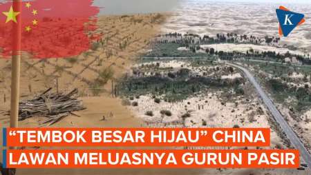 Hutan Buatan China, Tanam Pohon Di Gurun Jadi "Tembok Hijau"