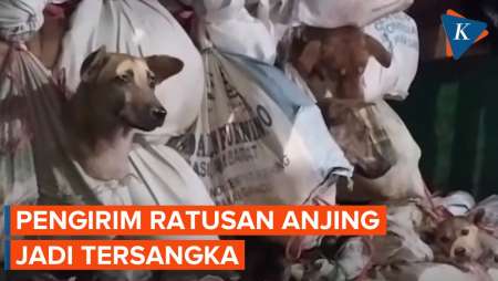 5 Orang Jadi Tersangka Kasus Pengiriman Ratusan Anjing ke Sragen