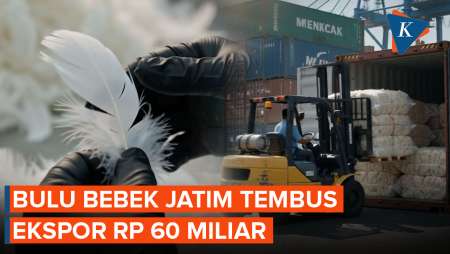 Bulu Bebek Jatim Go Internasional, 916 Ton Mengalir Hasilkan Rp 60 Miliar!