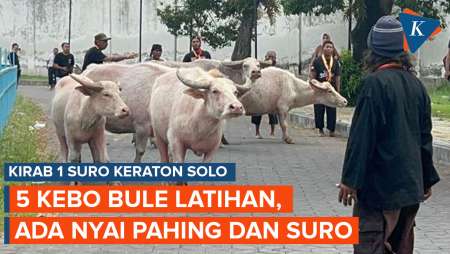 Momen 5 Ekor Kebo Bule Jalani Latihan Jelang Kirab 1 Suro Keraton Solo