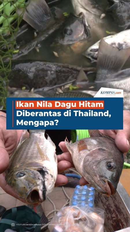 Nila Dagu Hitam Diberantas Di Thailand, Mengapa?
