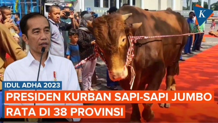 Jokowi Kurban 38 Ekor Sapi, Beratnya Sekitar 900 kg hingga 1,2 Ton