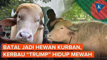 Kerbau “Donald Trump” Kini Hidup Mewah Usai Batal Disembelih