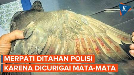 Penampakan Merpati yang Ditahan Polisi India 8 Bulan karena Diduga Mata-mata China