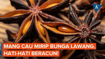 Mirip Bunga Lawang, Tanaman Ini Bisa Bikin Keracunan: Ini Perbedaannya!