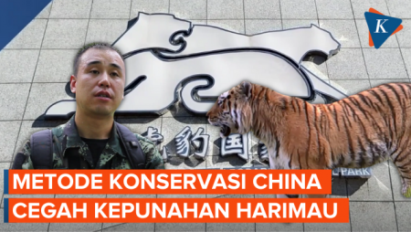 Intip Cara Konservasi China Hadapi Ancaman Kepunahan Harimau Siberia