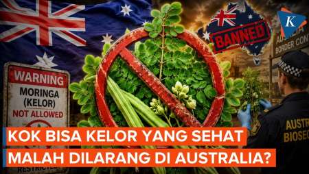 Populer di Indonesia, Daun Kelor Dilarang Dijual sebagai Pangan di Australia, Ini Alasannya