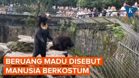 Beruang di China Dicurigai Manusia Berkostum, Ini Kata Pengelola