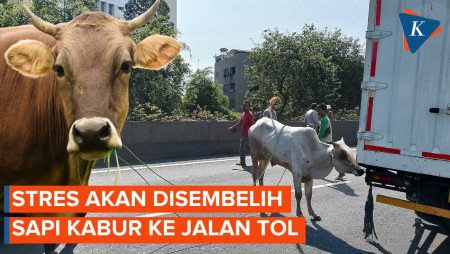 Diduga Stres Saat Mau Disembelih, Seekor Sapi Kabur ke Jalan Tol