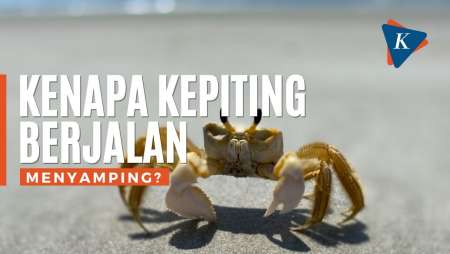 Kenapa Kepiting Berjalan Menyamping?