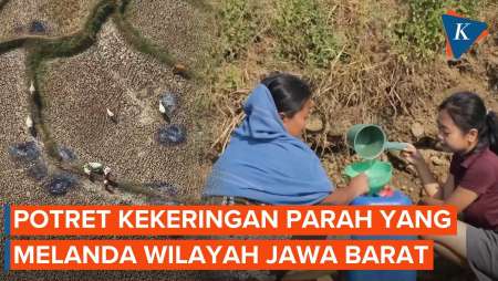 Potret Kekeringan Parah Di Jawa Barat: Sawah Gersang, Warga Cari Air Puluhan Kilometer