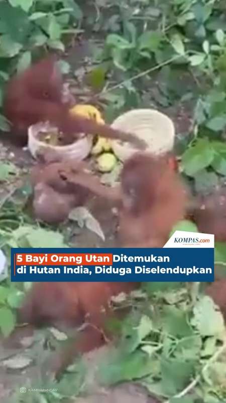 5 Bayi Orang Utan Ditemukan di Hutan India, Diduga Diselendupkan