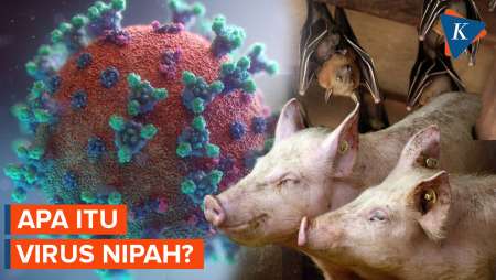 Apa Itu Virus Nipah? Penyakit Menular Berbahaya Mirip Flu yang Belum Punya Vaksin