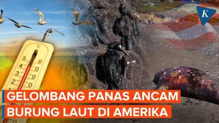 Gelombang Panas "Membunuh" Burung Dan Singa Laut Di California AS