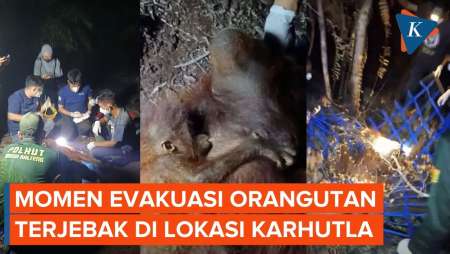 Orangutan Peluk Anaknya Terjebak Karhutla Kalimantan, Evakuasi Berlangsung Dramatis