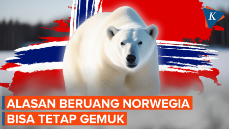 Beruang Kutub Di Norwegia Tetap Gemuk Di Tengah Krisis Iklim, Kok Bisa?