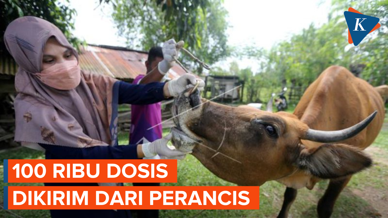 Vaksin Perdana PMK Tiba di Indonesia