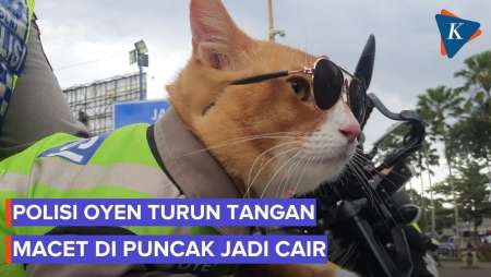Aksi “Polisi Oyen” Di Puncak Bogor, Kucing Pengatur Lalu Lintas Lebaran