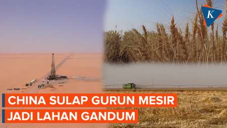 Proyek Sumur Air Bantuan China, Sulap Gurun Pasir Jadi Lahan Gandum di Mesir