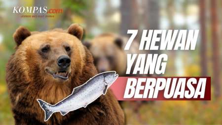 Salmon hingga Beruang, Hewan-hewan yang Berpuasa Seperti Manusia