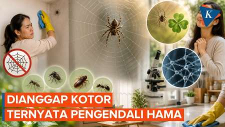 Jangan Langsung Dibersihkan, Ini Manfaat Sarang Laba-laba Di Rumah