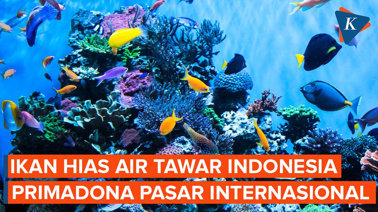 Ekspor Ikan Hias Air Tawar Indonesia Tembus 34,5 Juta Dollar AS