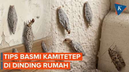 Cara Mengusir Kamitetep yang Bikin Gatal-gatal