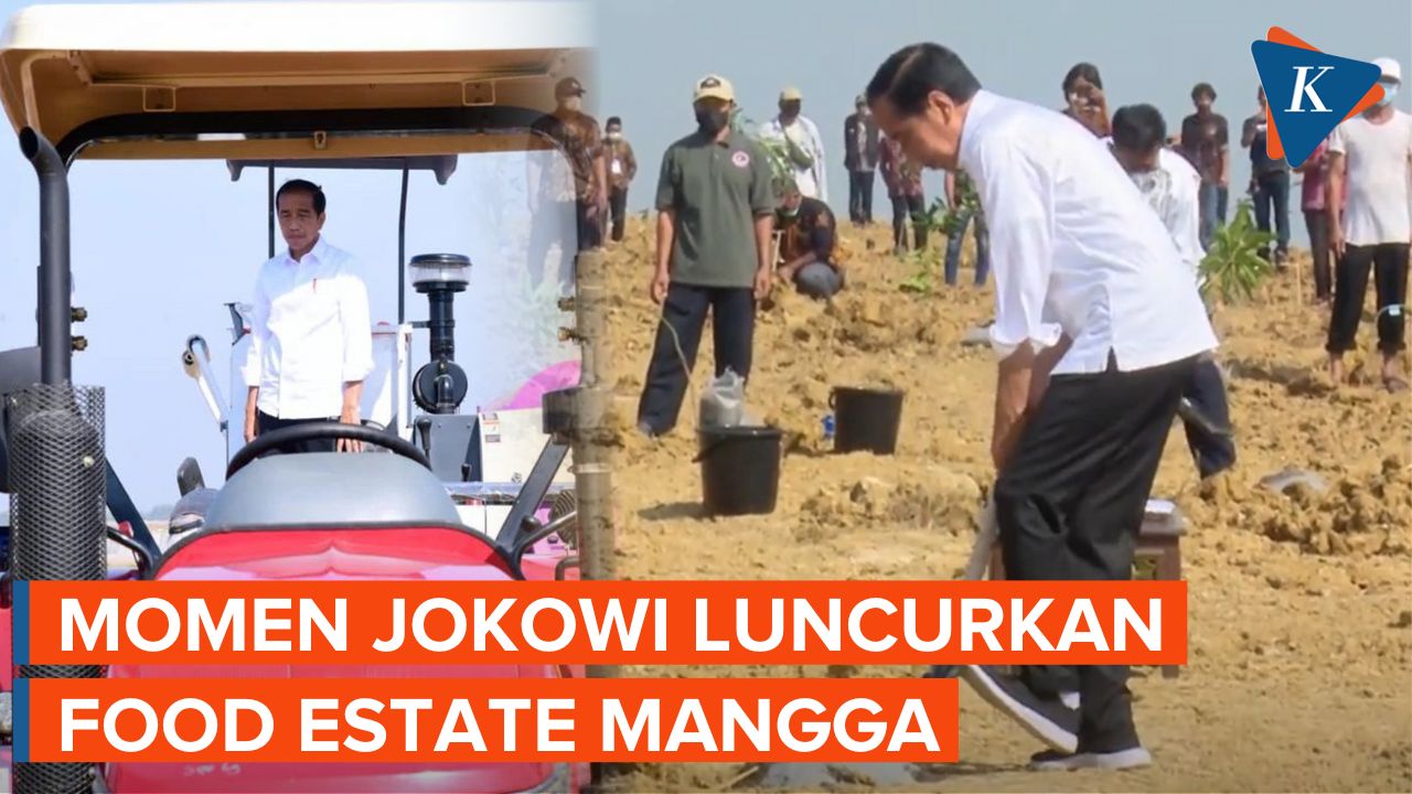 Luncurkan Food Estate Mangga, Jokowi Minta Lahan Rakyat dan Swasta Terintegrasi