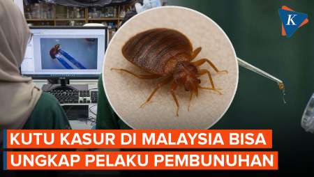 Unik! Kutu Kasur Di Malaysia Bisa Ungkap Pelaku Pembunuhan, Apa Alasannya?