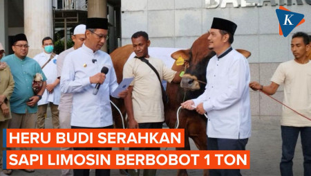 Menengok Sapi Limosin Budi Heri yang Disumbangkan ke Korpri DKI Jakarta