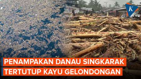 Gara-gara Banjir Sumbar, Danau Singkarak Tertutup Kayu Gelondongan