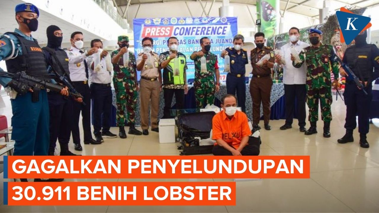 TNI AL Gagalkan Penyelundupan Benih Lobster Senilai Rp 3 Miliar di Surabaya